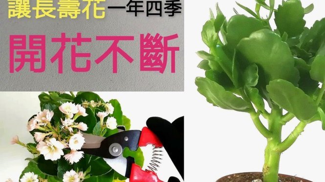 如何巧妙利用花呗提高额度