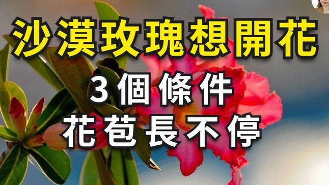 花呗出了问题怎么办
