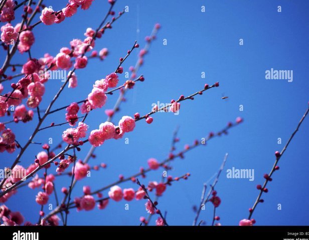 花呗怎么偈老587 0901
