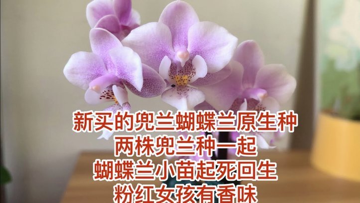 如何将花呗转化为现金使用