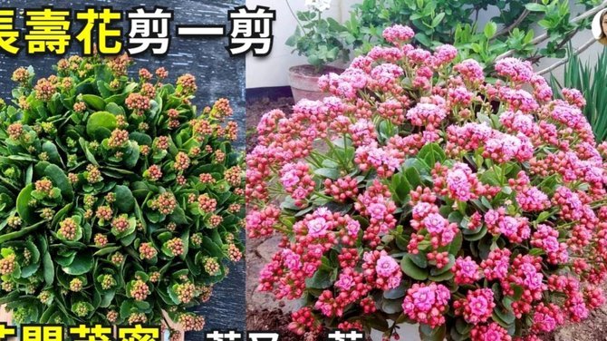 花呗套用技巧，玩转信用支付
